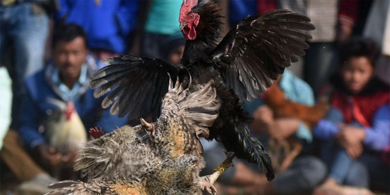 Chợ tốt gà đá Bến Tre: Nơi giao thương gà đá chất lượng! 3 Một số bước hướng dẫn đăng tin bán gà tại nhà cái