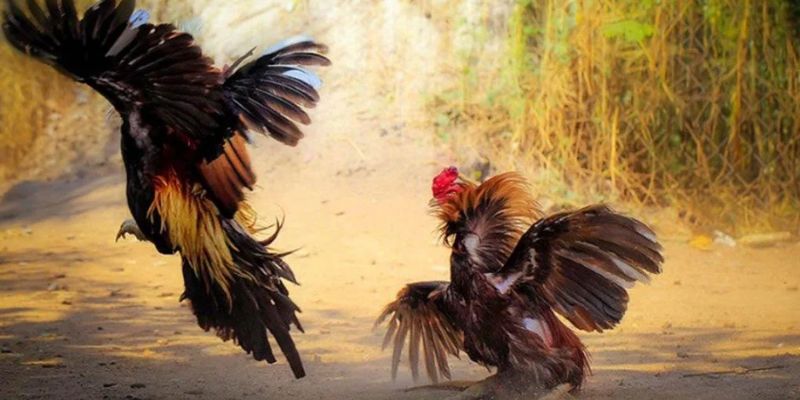 Đá gà SV388: Trải nghiệm cá cược đá gà hấp dẫn và kịch tính! 3 Những ưu điểm vượt trội để bạn có thể chơi đá gà